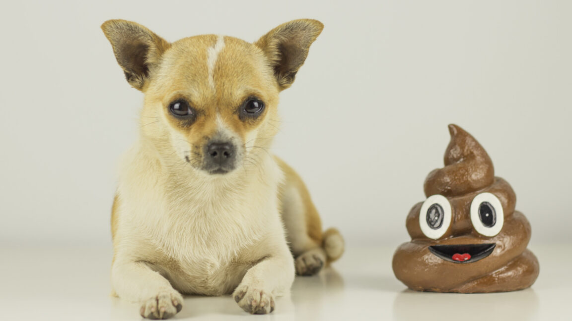 The tech CEO who would “eat dog poop if it means winning”