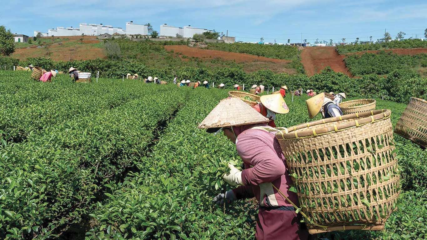 Indian Tea Industry Needs a Fresh Push to Regain Growth