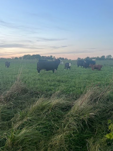 How Rosenkrans Natural Meat Company Has Harnessed Transparency and Technology to Bring Quality from Field to Fork