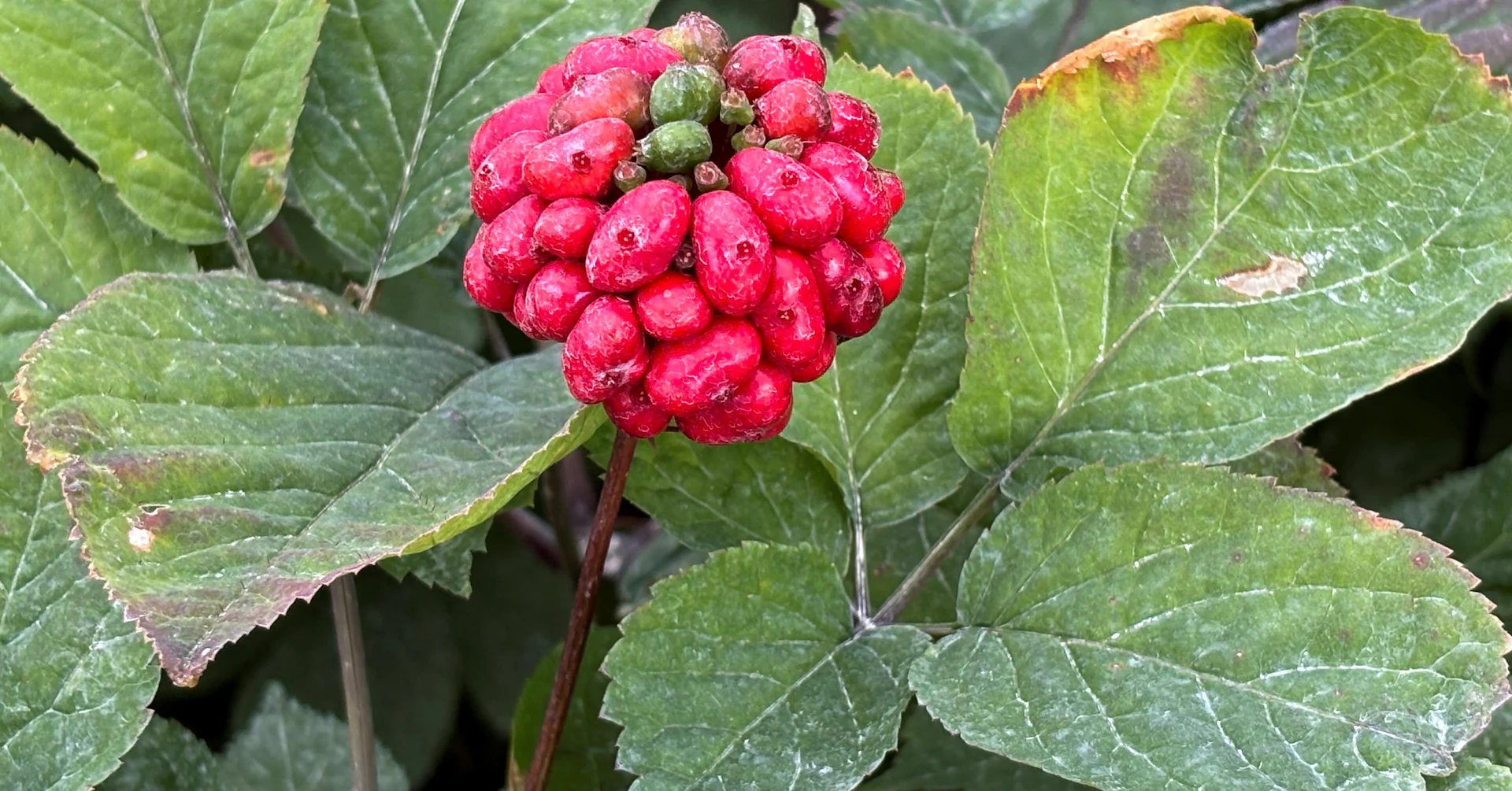 China trade spat threatens Wisconsin's 'Napa Valley' of ginseng