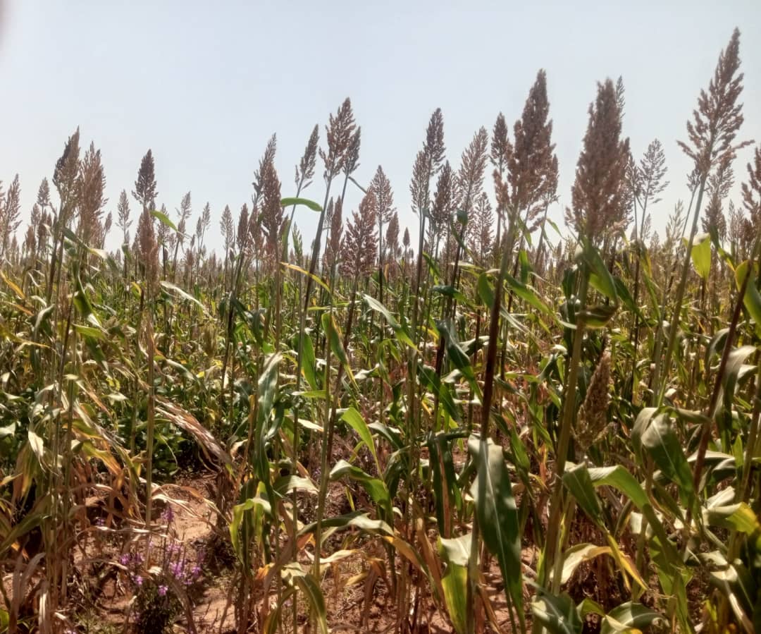 Sokoto Govt Celebrates Brownfield Cultivation Of Reclaimed BUA Cement Factory