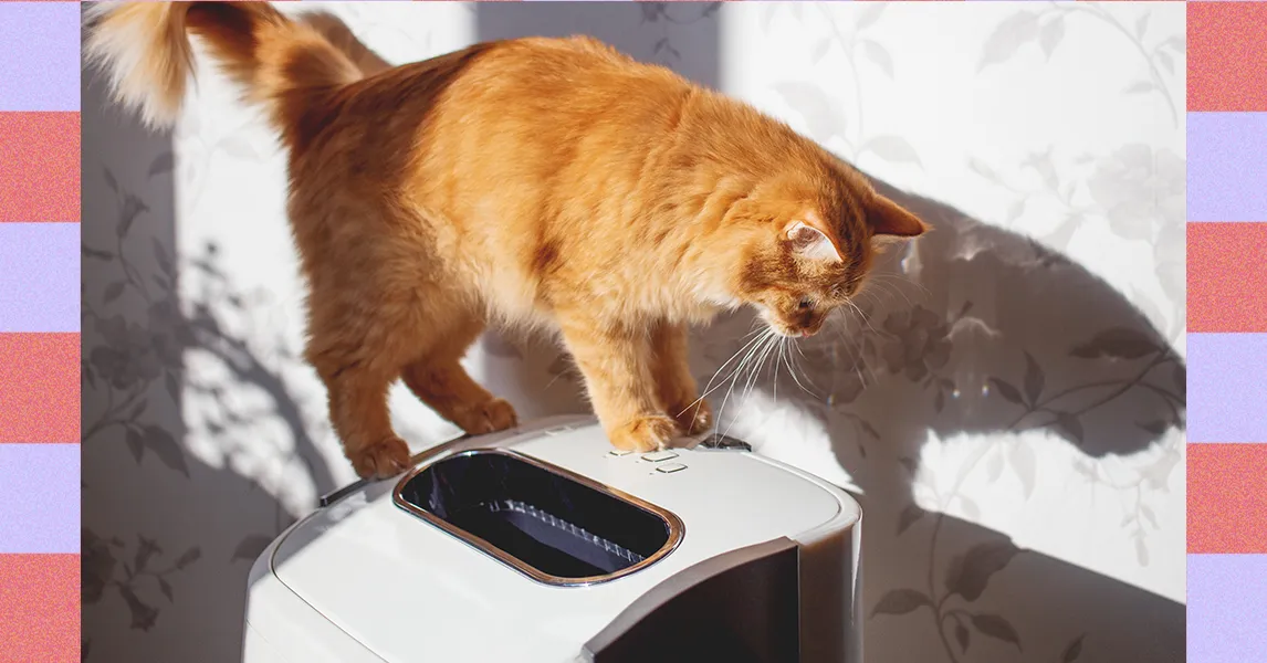 How to Manage Cat Allergies-Experts Weigh In (2025)