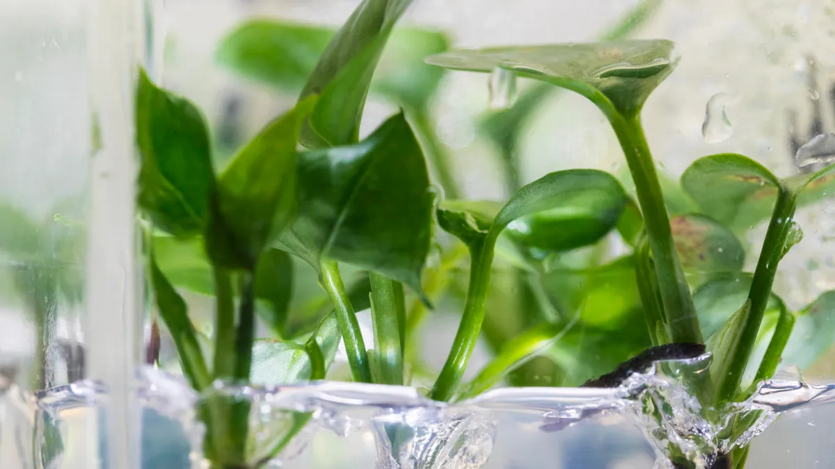 These Plants Can Clean the Air, Even in Low-Light Rooms