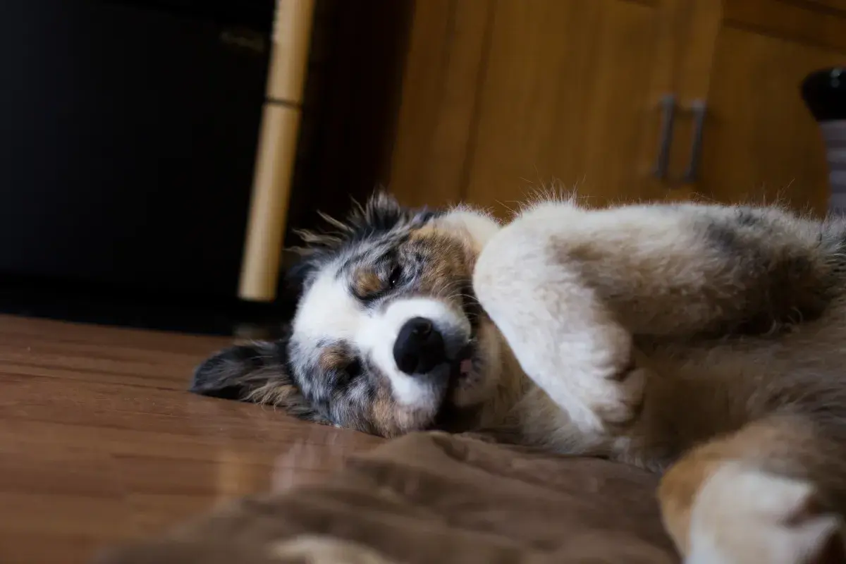 Dog’s Routine After Doing ‘Absolutely Nothing’ Leaves Internet in Stitches