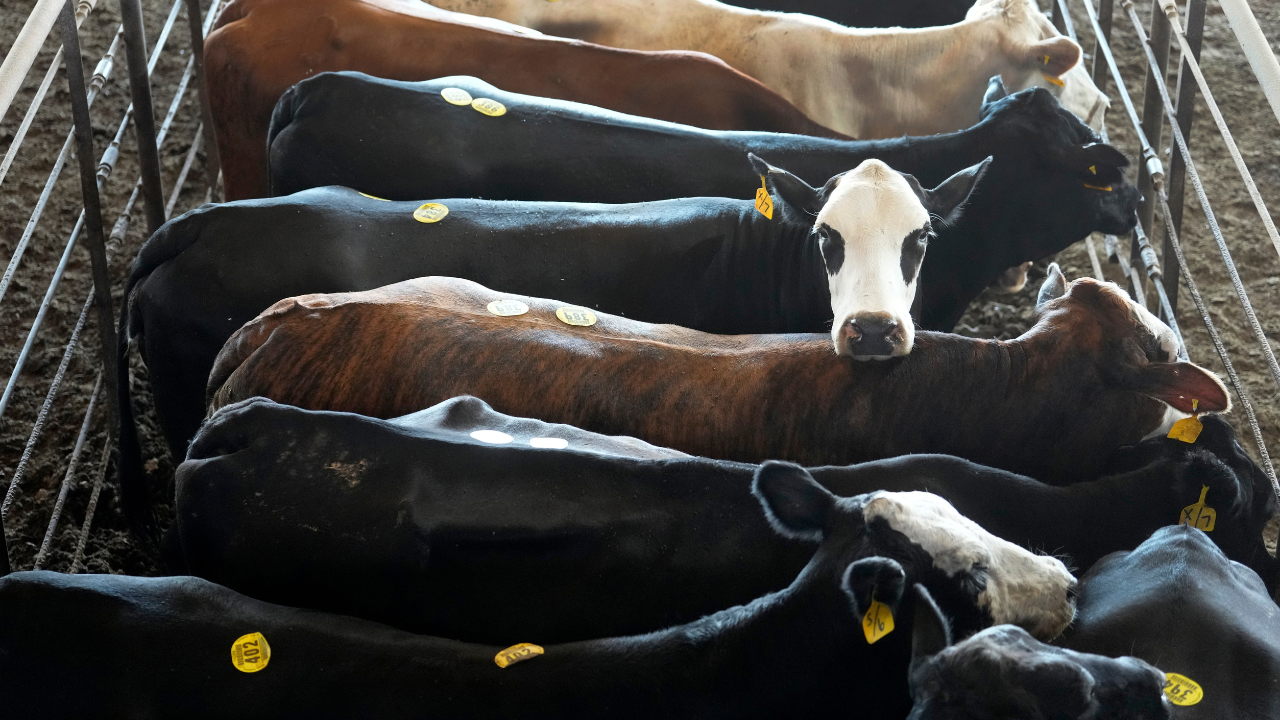 Ag secretary says US considering beef imports from Argentina to lower prices