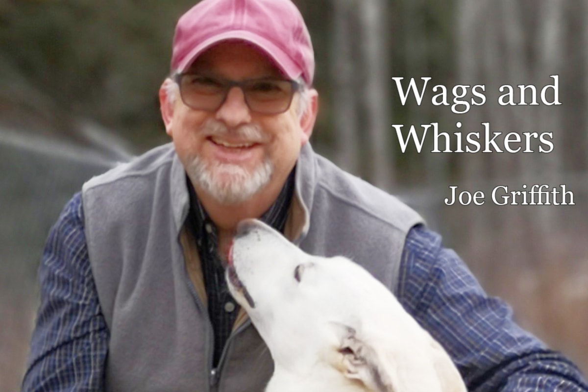 Emotional contagion: Why dogs' feelings spread to each other