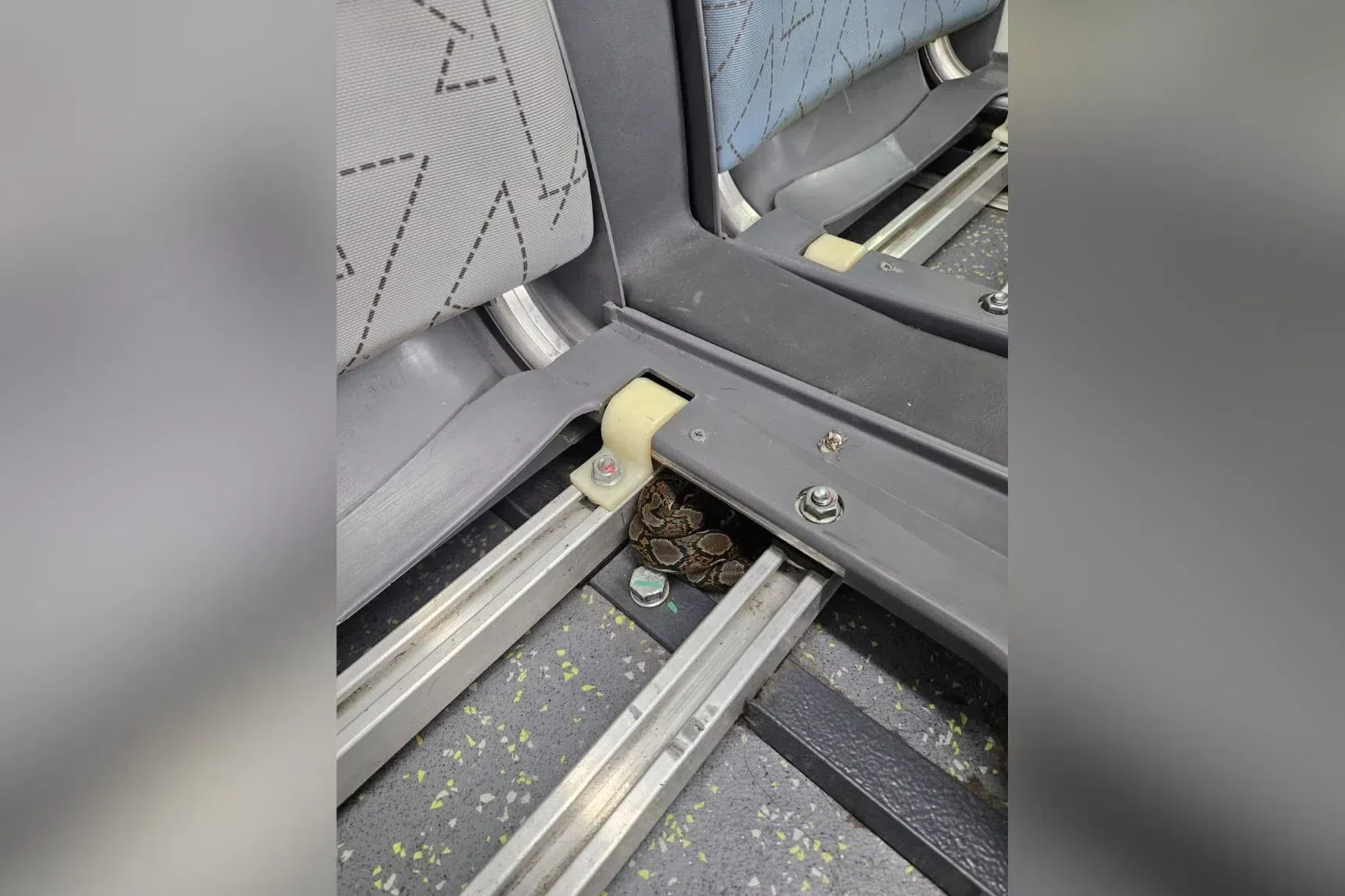 Python found on SMRT bus in Woodlands captured on second attempt