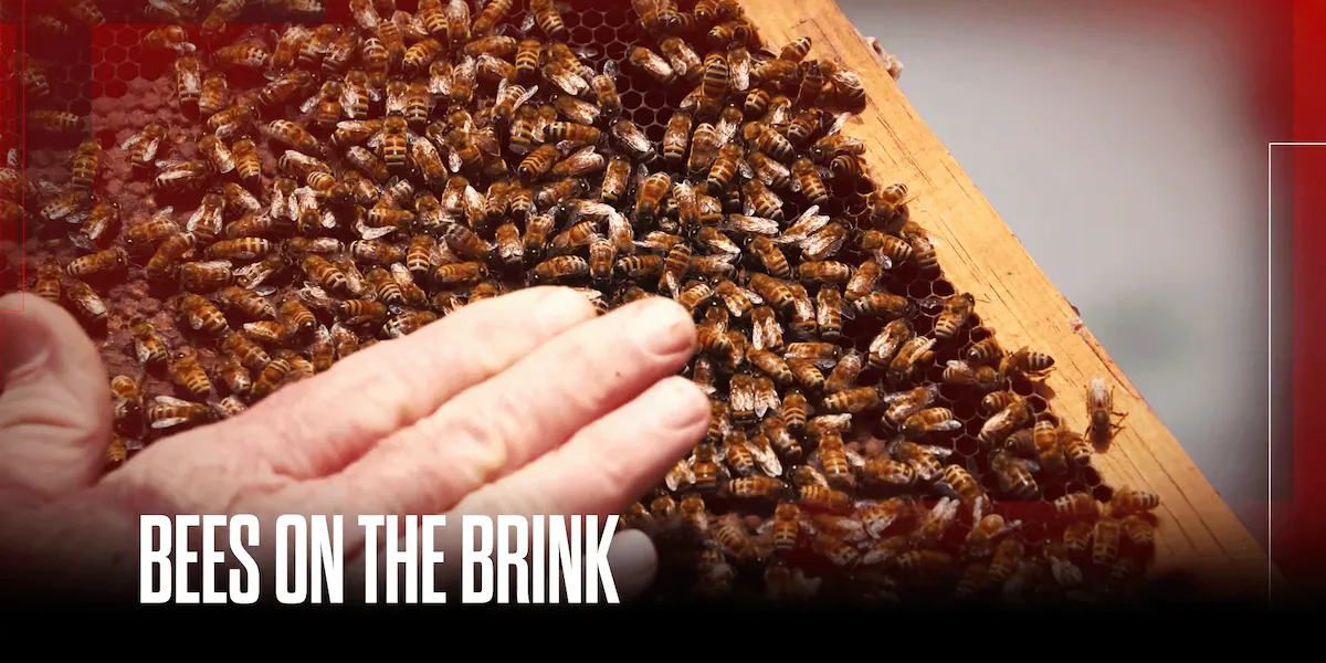 Honeybee colonies face unprecedented losses as 2025 becomes worst year on record