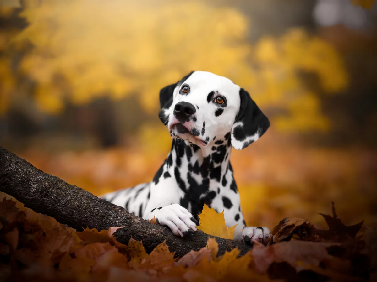 What's Updog? Datadog's new tool tells you which apps are down