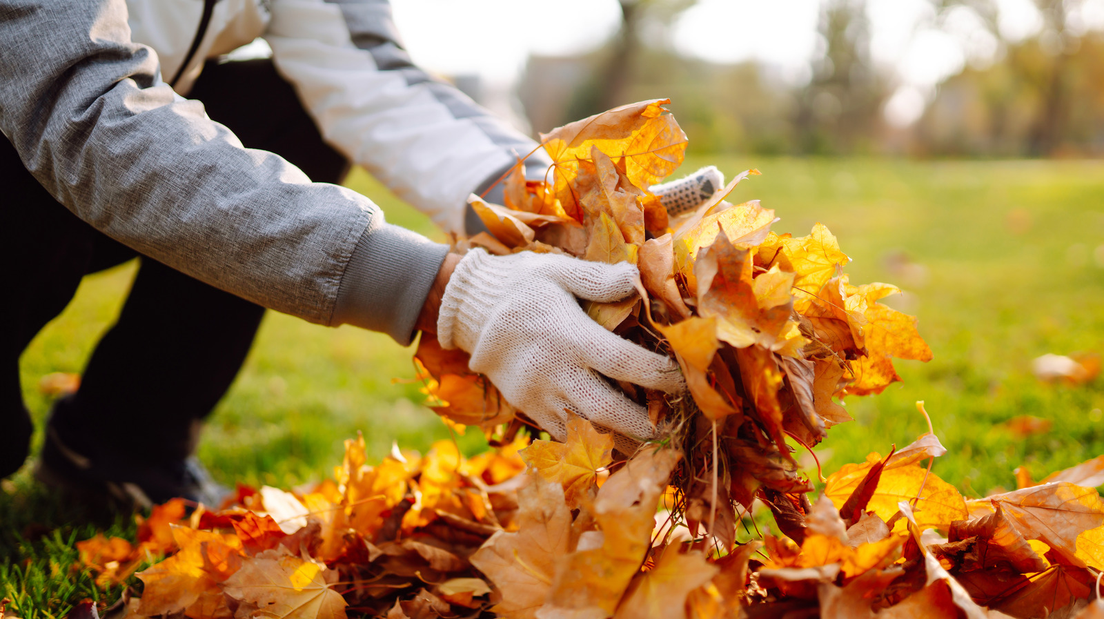 Don't Rake The Yard This Fall: This Other Tool Takes Care Of Leaves With Ease