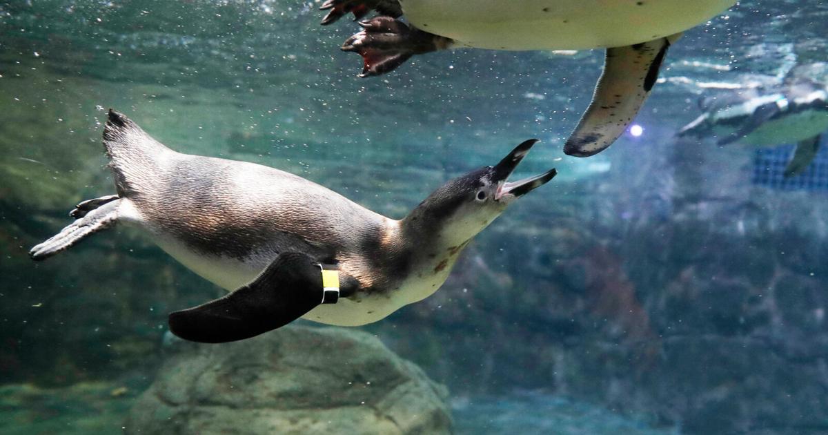 Smitty the penguin moves from Aquarium of Niagara to Pittsburgh