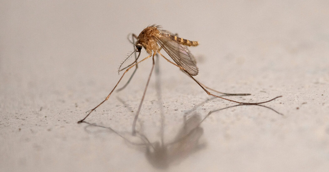 Iceland Says It Is No Longer Mosquito-Free