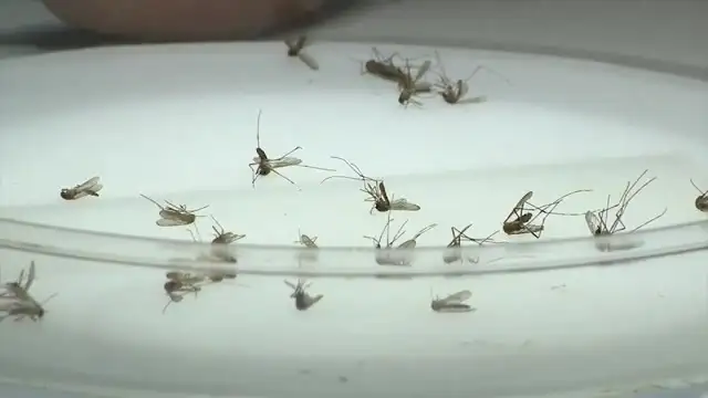 Iceland just found its first mosquitoes
