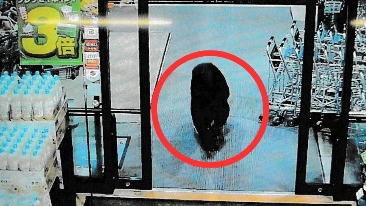 Japan’s bear warning after 9 killed