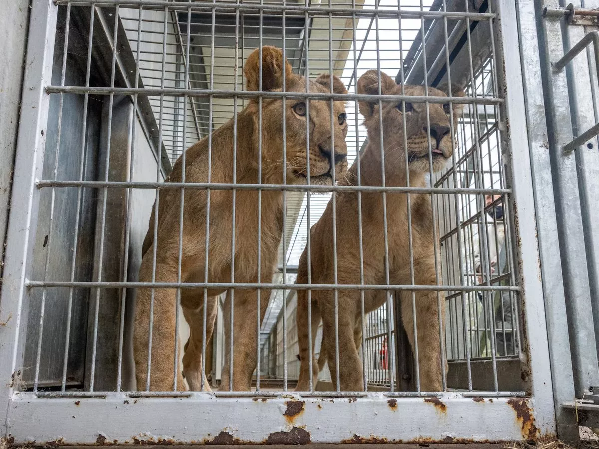 Three lions rescued from daily bombs in Ukraine finally arrive in Yorkshire forever home