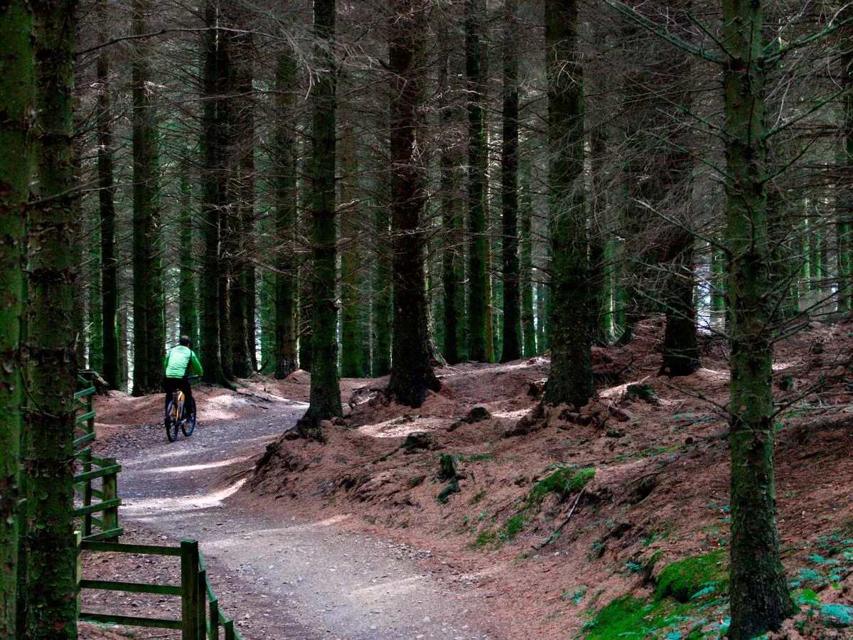 People filmed leaving devices of 'hideous cruelty' in Welsh forest