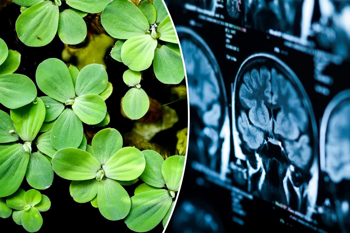 This little-known plant could keep your brain young: study