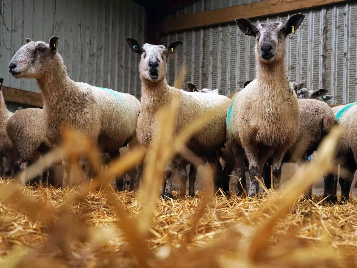 Deadly livestock virus identified in Wales