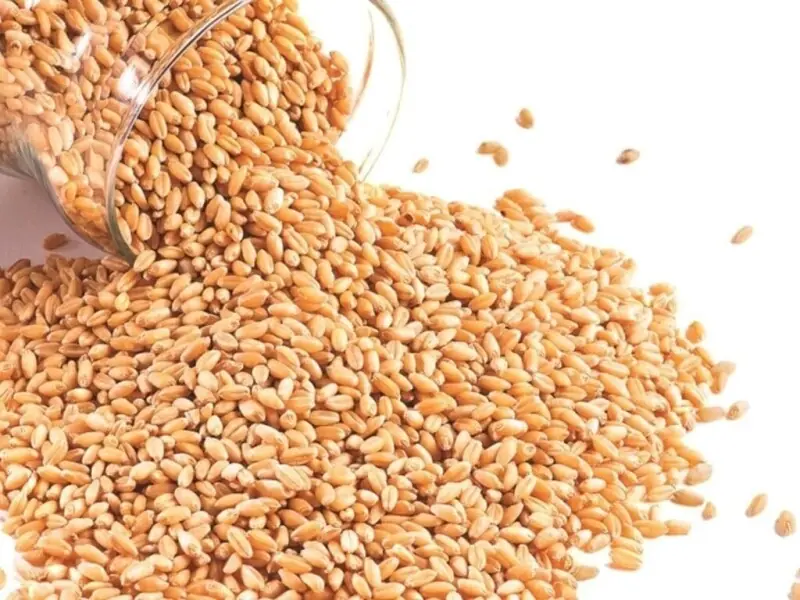 Algerian wheat buy in tender on Wednesday around 600,000 tons, traders say