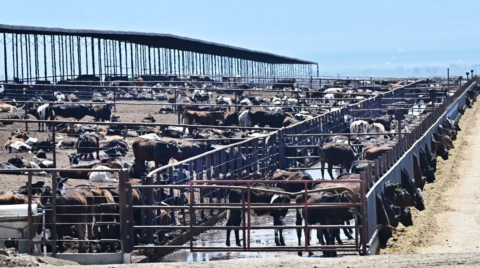 Cattle Farmers Make Urgent Plea as Trump's Argentina Beef Deal Looms