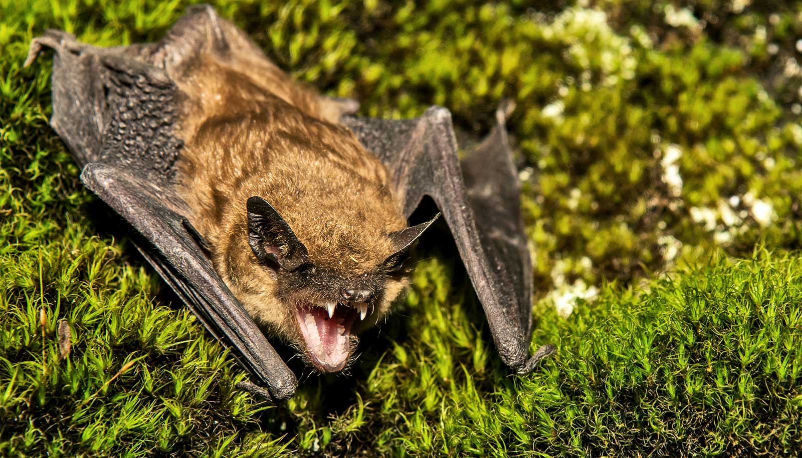 North American bats glow green under UV light