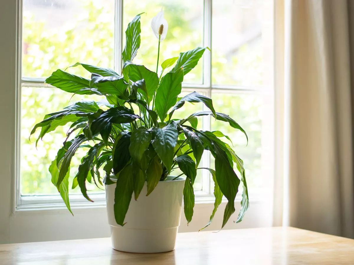5 house plants that can help tackle mould problems this autumn and are easy to care for