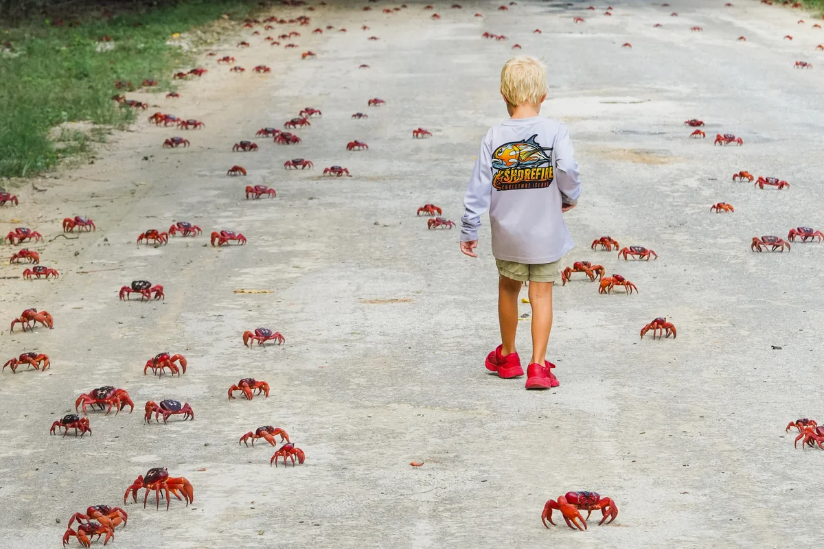 Locals get ready as tens of millions of red crabs begin annual odyssey across tiny island