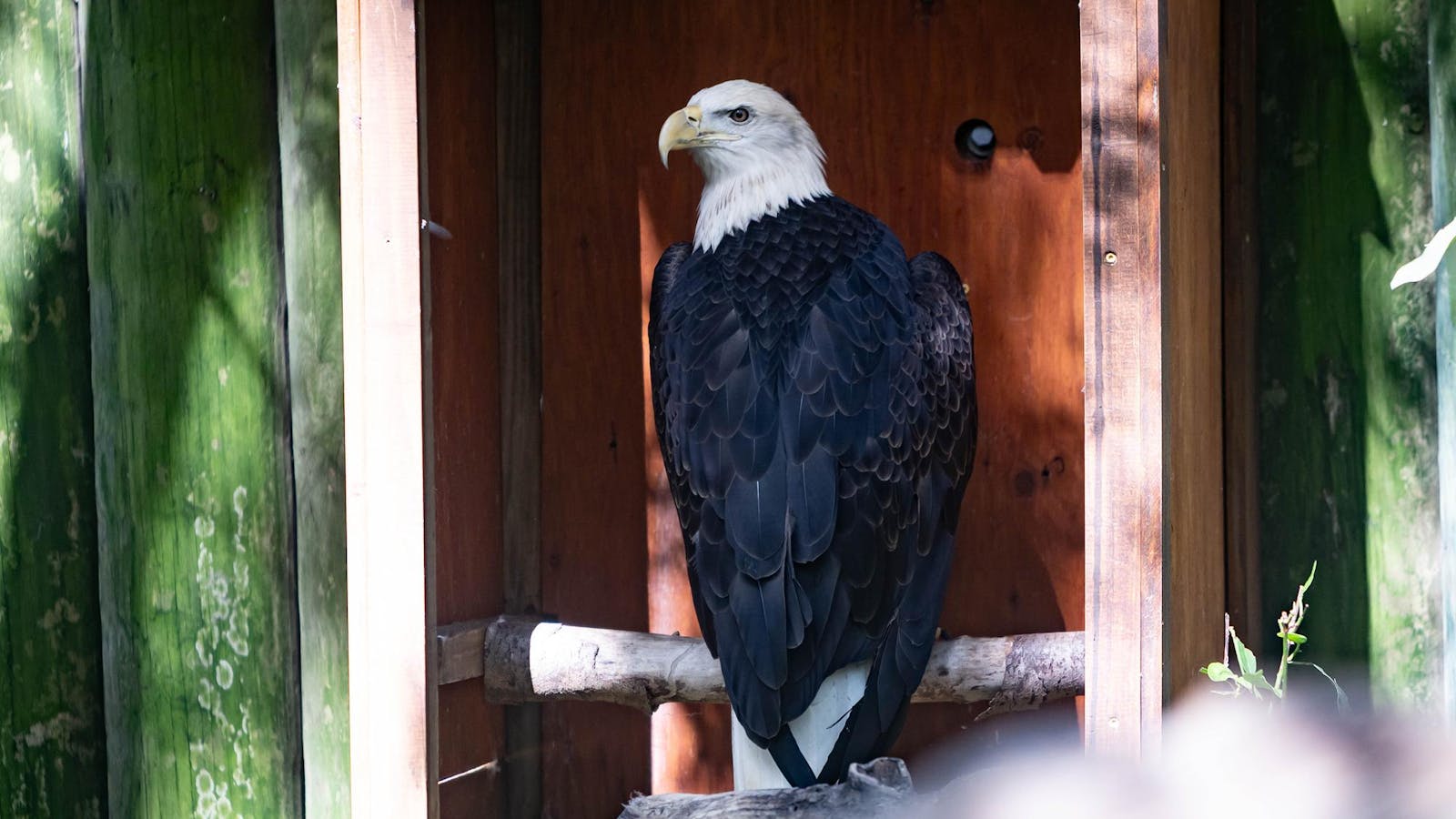 Santa Fe Teaching Zoo’s new treehouse will give visitors a bird’s eye view