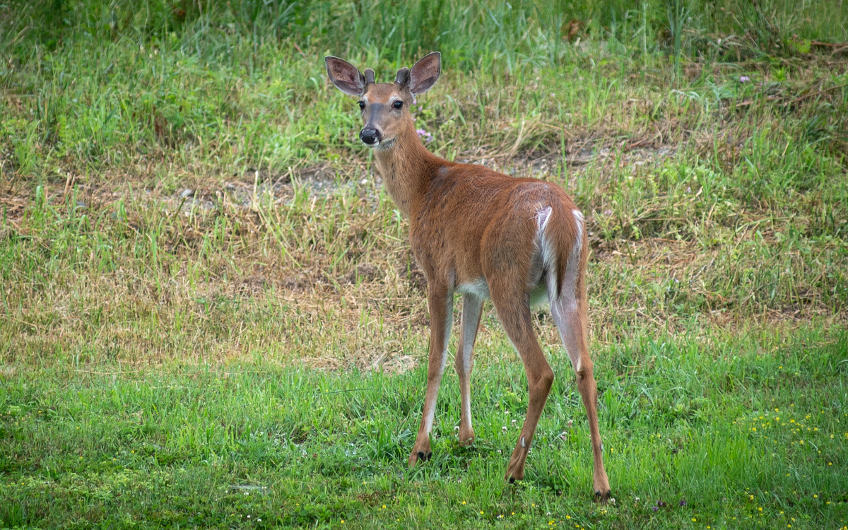 Maine expands ‘do not eat’ advisory for wildlife due to PFAS contamination