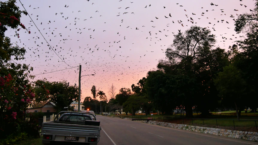 Bat bites and scratches spark health warning in north Queensland