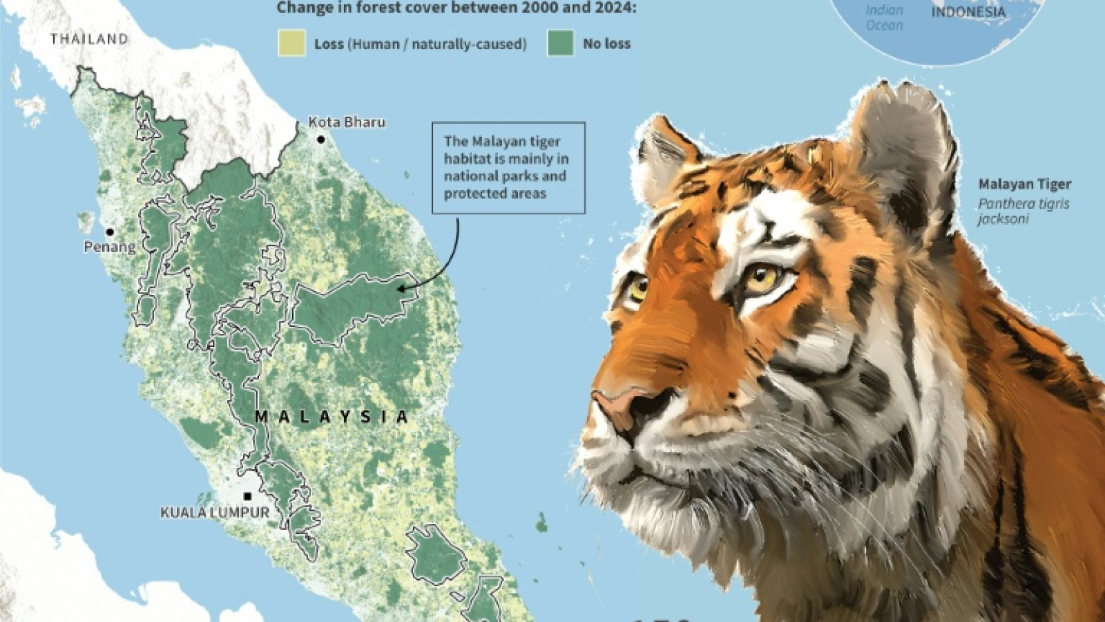 Tigers In Trouble As Malaysian Big Cat Numbers Dwindle