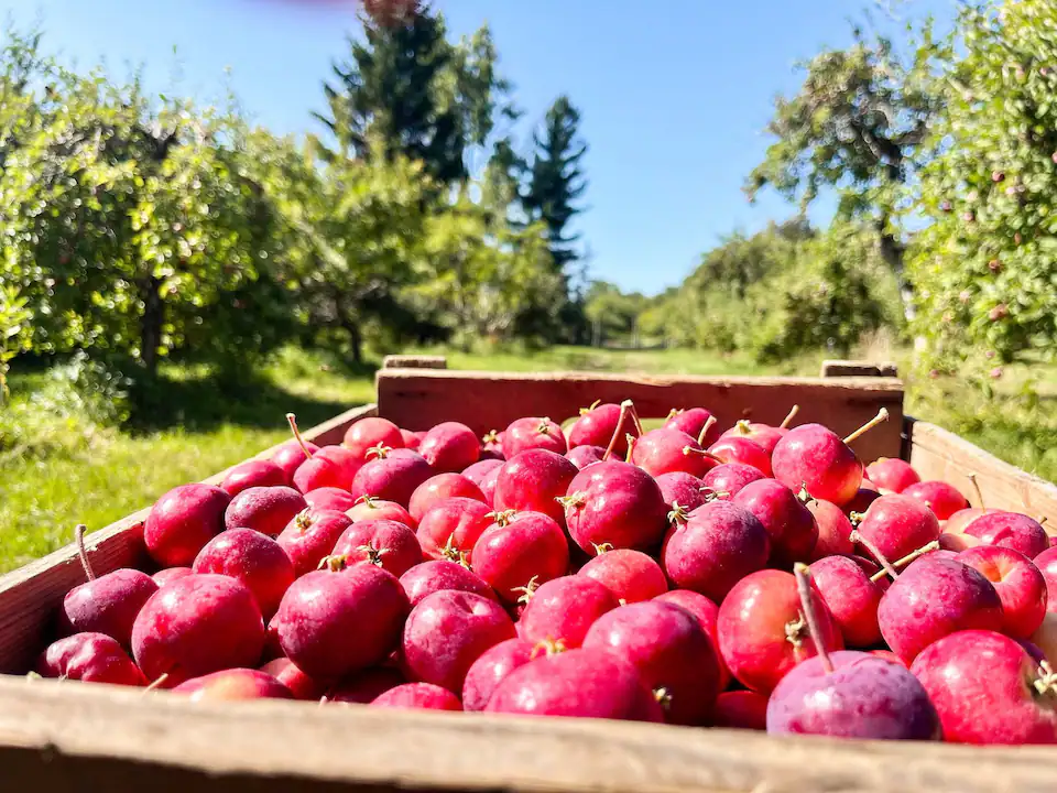 70$ pour trois sacs de pommes: trop cher?