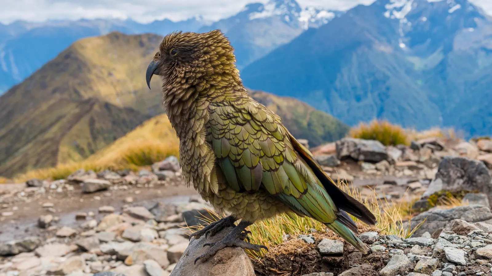 Whales, Parrots And Forest-Dwelling Penguins Abound At This New Zealand National Park