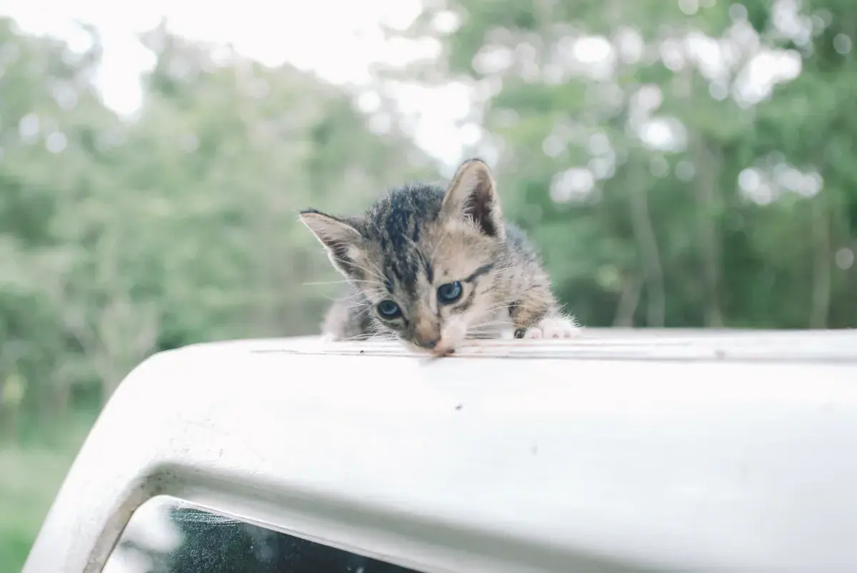 Driver Swerves To Miss Raccoon on Road at 2am-Unprepared for What Really Is
