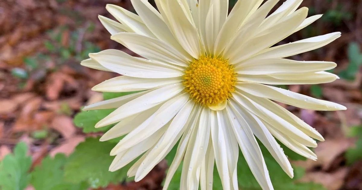 Gardening column: Why you should grow 'Point Pelee' and other chrysanthemums this season