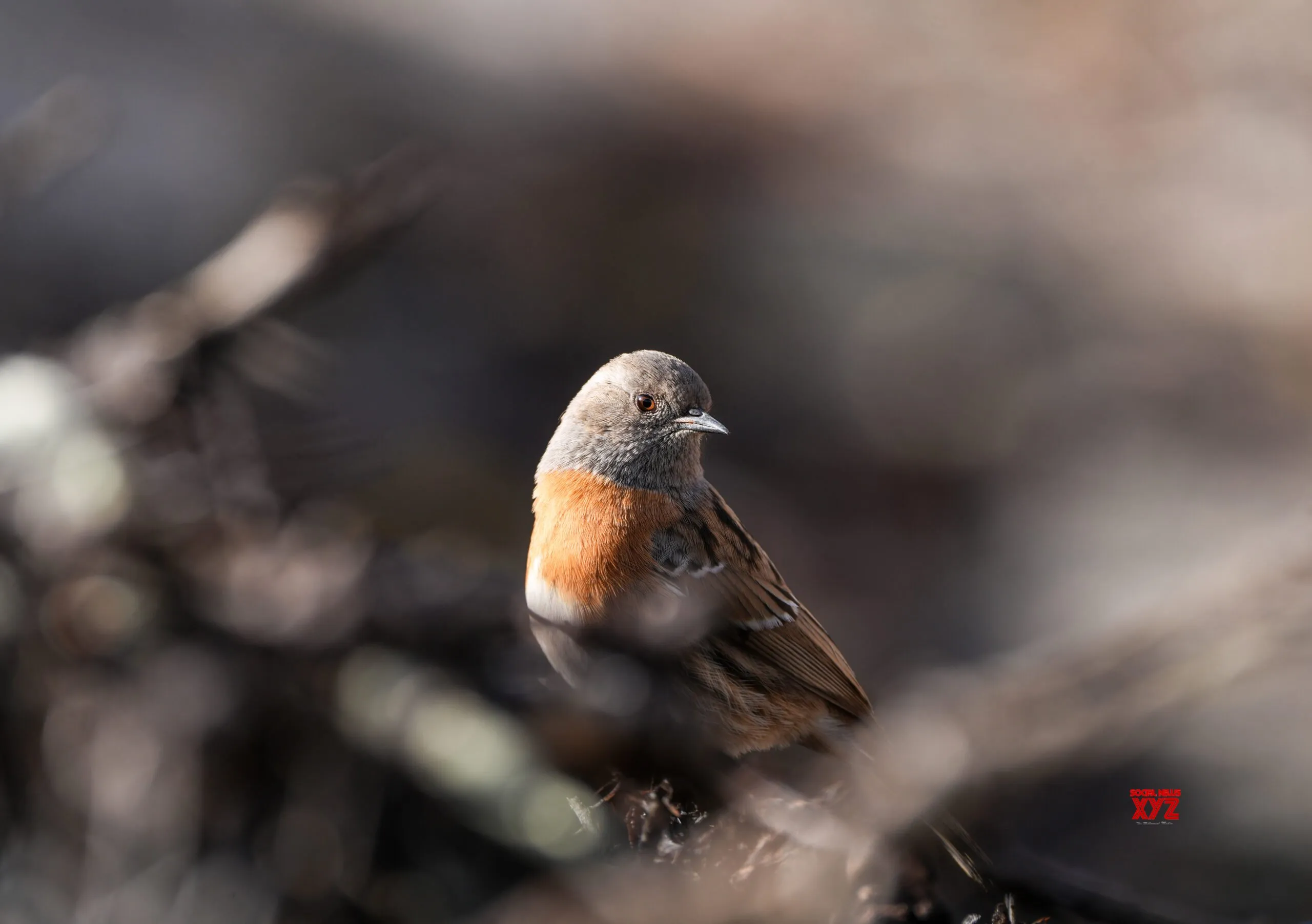 Leh: Bird Perches Amid Fresh Snow #Gallery