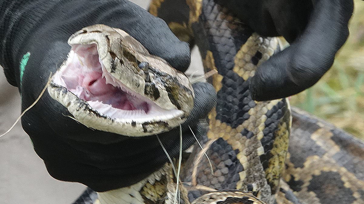 Florida plans to rid Everglades of invasive pythons by turning them into HANDBAGS