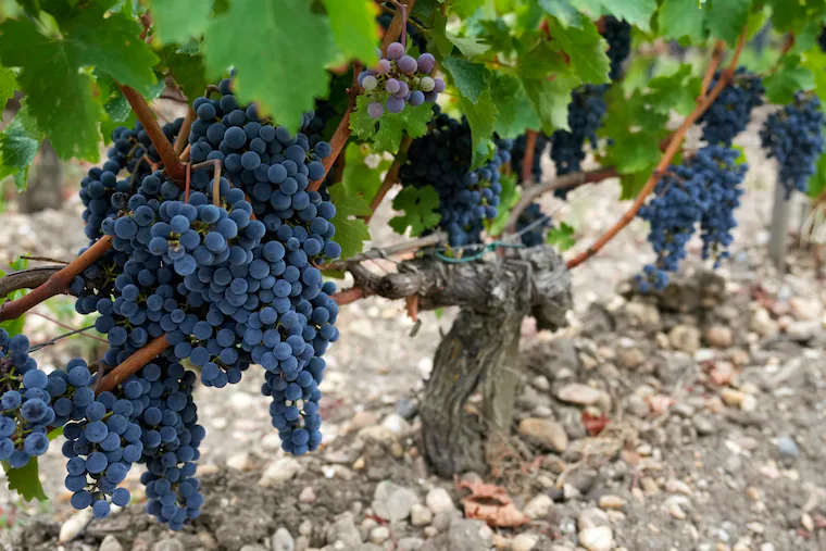 Intrinsic Red Blend