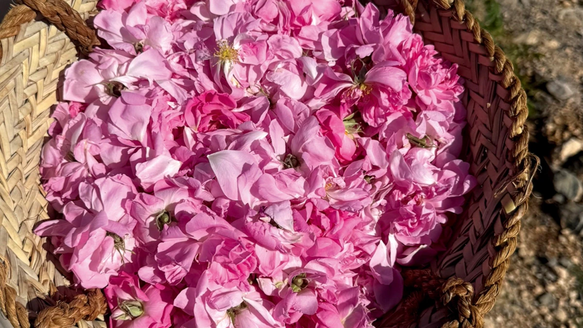 Discover Oman through its perfumes and ancient aromas