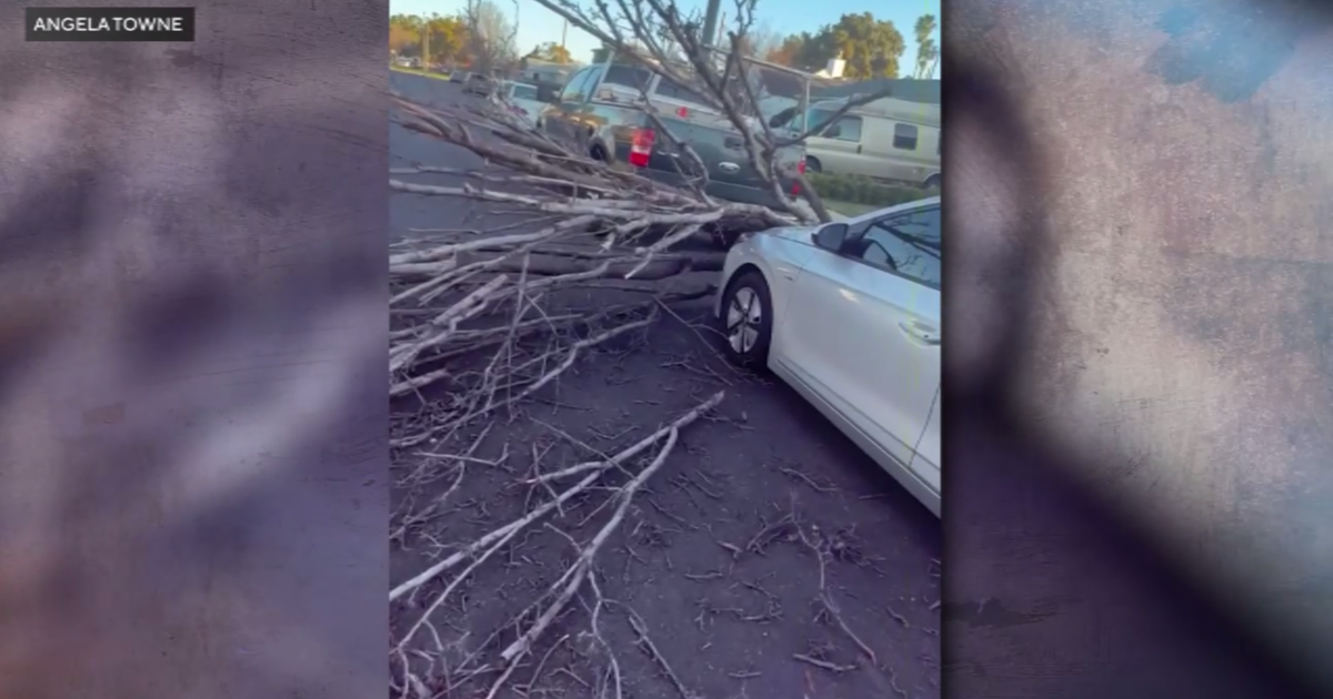 How you can find help in Southern California if a city-maintained tree falls and damages your property