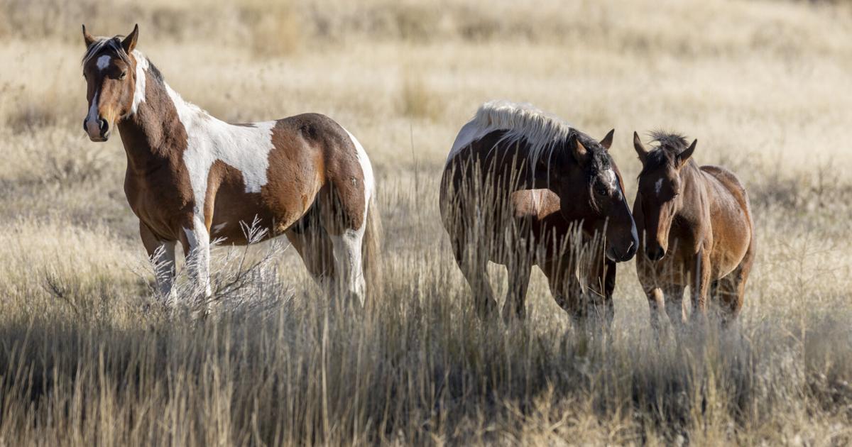 Missoula feral horses have neighborhood seeking solutions