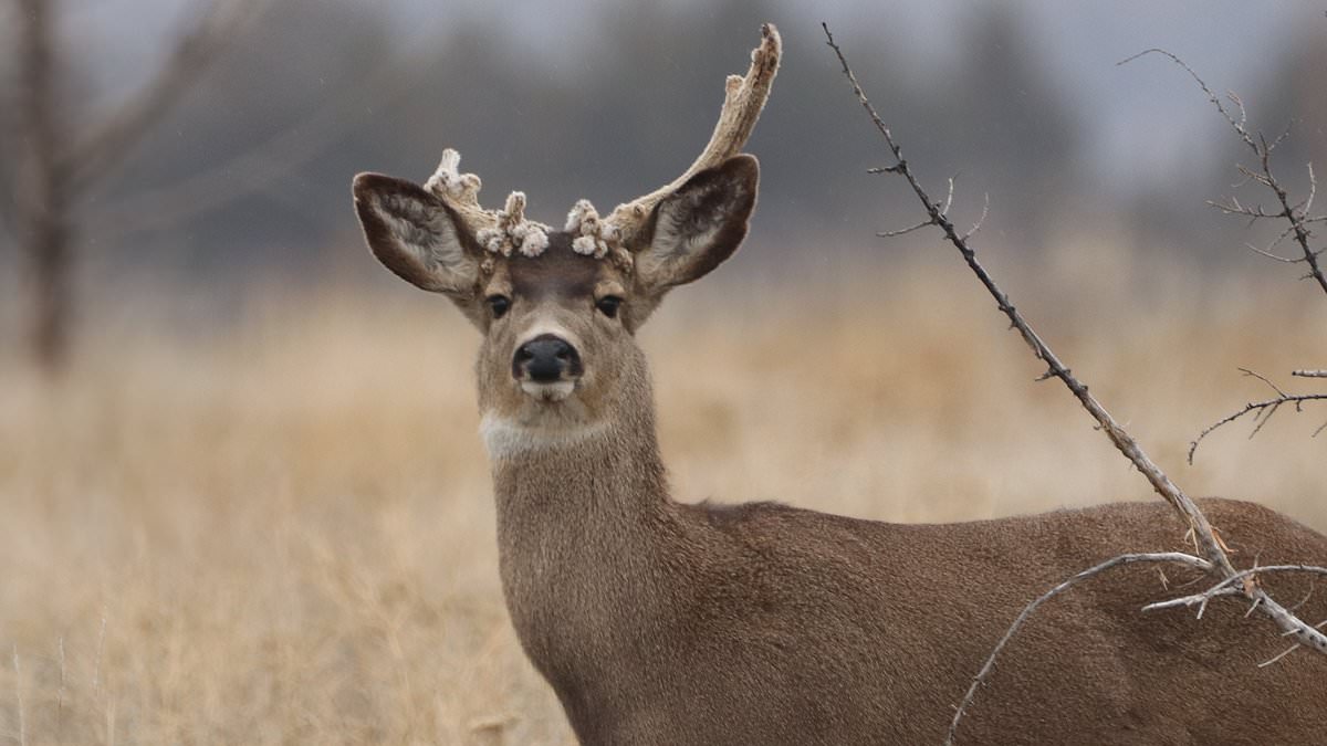 Deadly outbreak carried by invisible killers is wiping out animals in eastern US as crucial meat warning issued