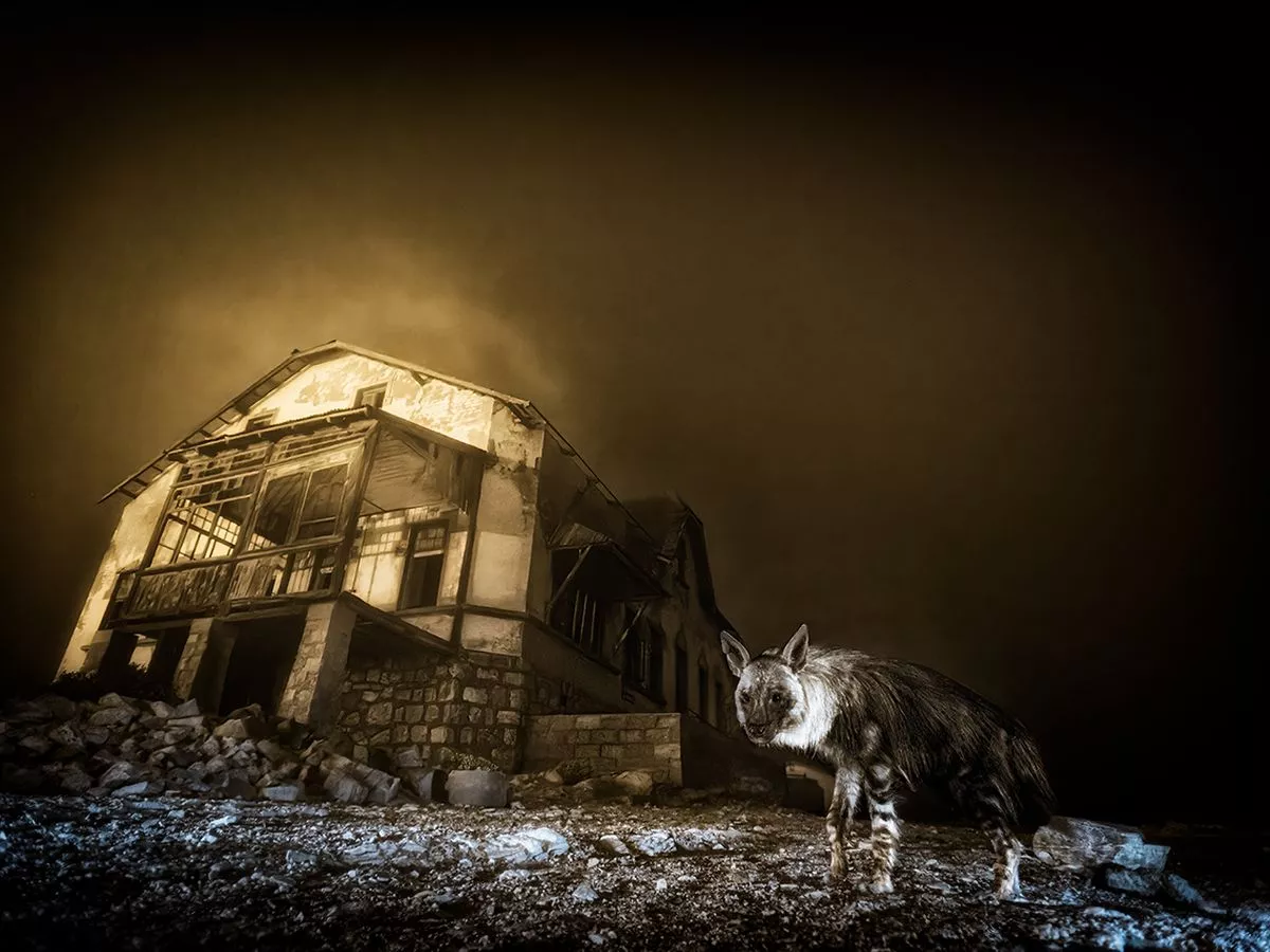 Wolverhampton Art Gallery hosts stunning images from leading wildlife photographers