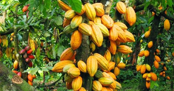 EU launches £2 million project to promote deforestation-free cocoa in Ghana
