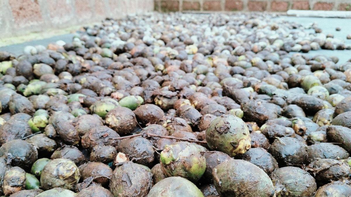Fruit-rot returns to haunt areca farmers, with 50% dip in yield anticipated