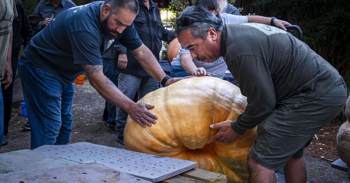 Moments from TJ’s Seed Sack Pumpkin Growing and Carving Contest