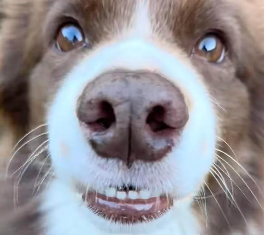 News24 | WATCH | Punctuation error from a dog named Poe’s owner has SA losing its mind