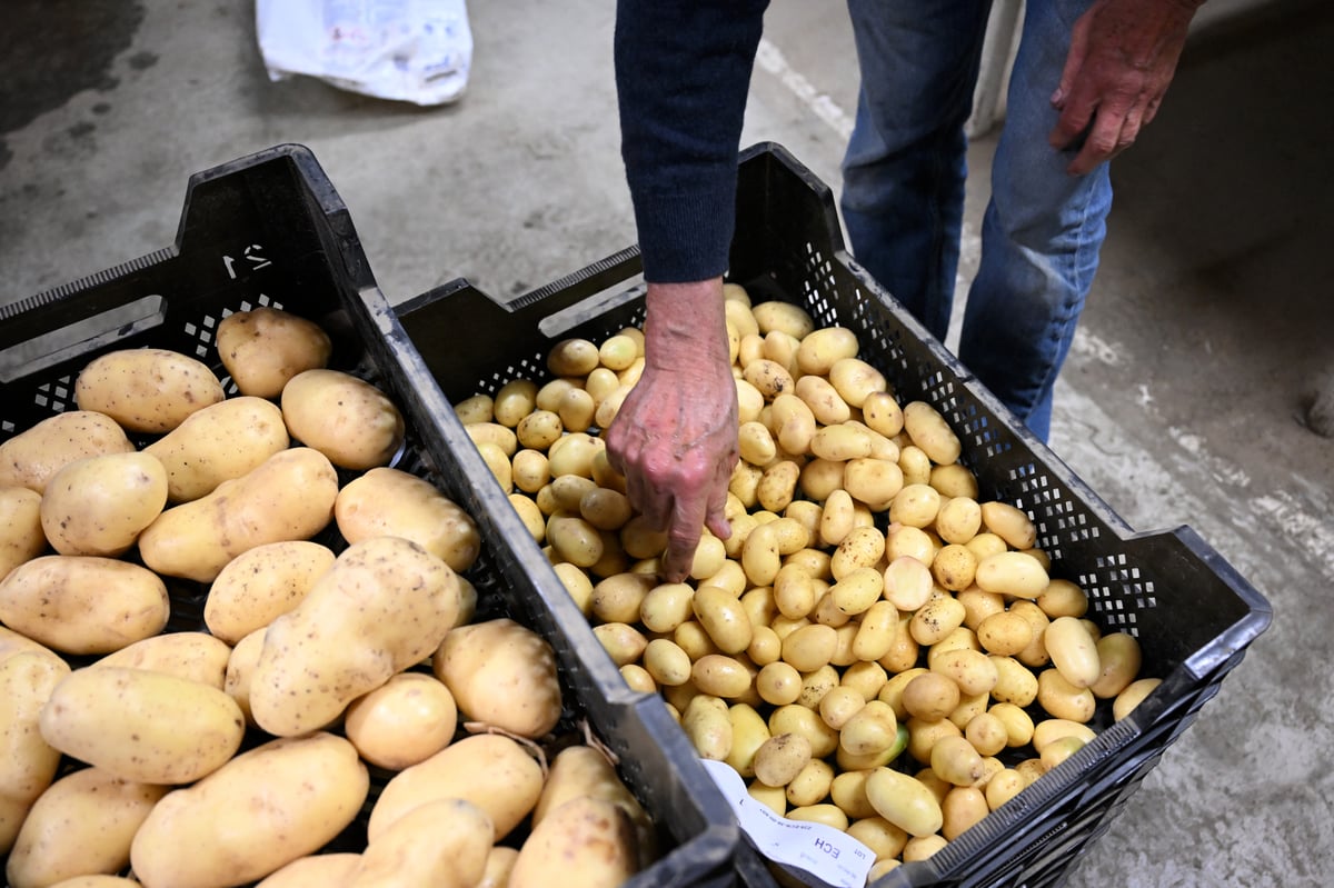 Scotland’s potato industry: At a crossroads of innovation, challenge, and global opportunity