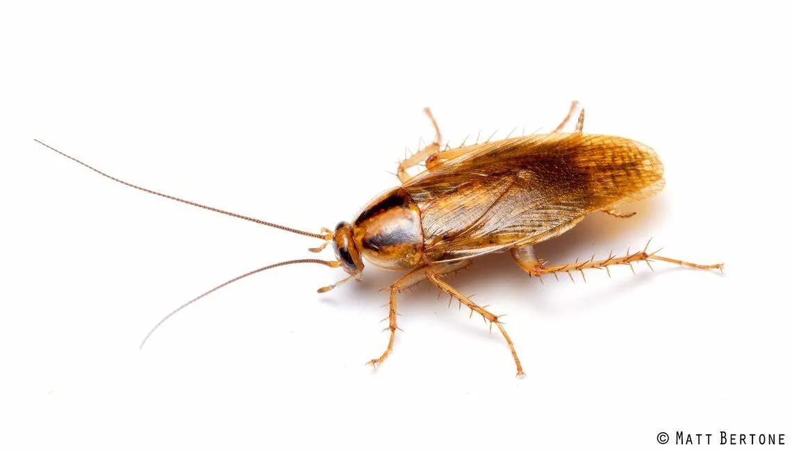 Cockroaches in rice, decomposing mice, old food at Wichita restaurants, store