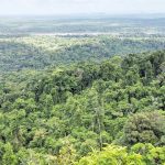 Iwokrama Forest recognised by FAO for sustainable forest management